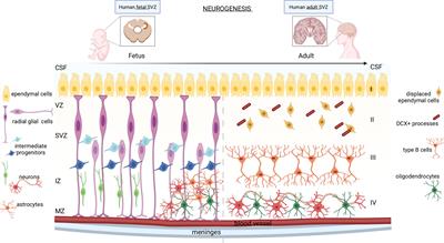 Neurogenesis and Viral Infection